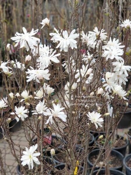 Магнолія зірчаста (Magnolia stellata) ФОТО Розплідник рослин Природа (5)