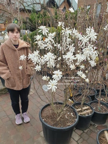 Магнолія зірчаста (Magnolia stellata) ФОТО Розплідник рослин Природа (6)