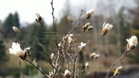 Магнолія зірчаста (Magnolia stellata) ФОТО Розплідник рослин Природа (7)