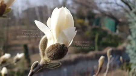 Магнолія зірчаста (Magnolia stellata) ФОТО Розплідник рослин Природа (8)