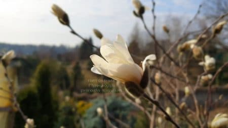 Магнолия звёздчатая (Magnolia stellata) ФОТО Питомник растений Природа (9)