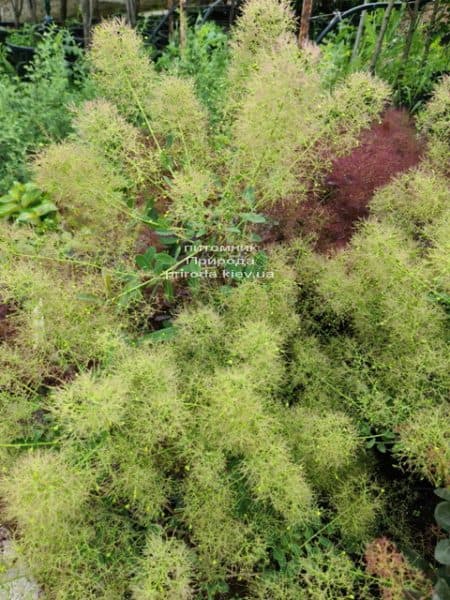 Скумпия кожевенная Голден Спирит (Cotinus coggygria Golden Spirit) ФОТО Питомник растений Природа (1)