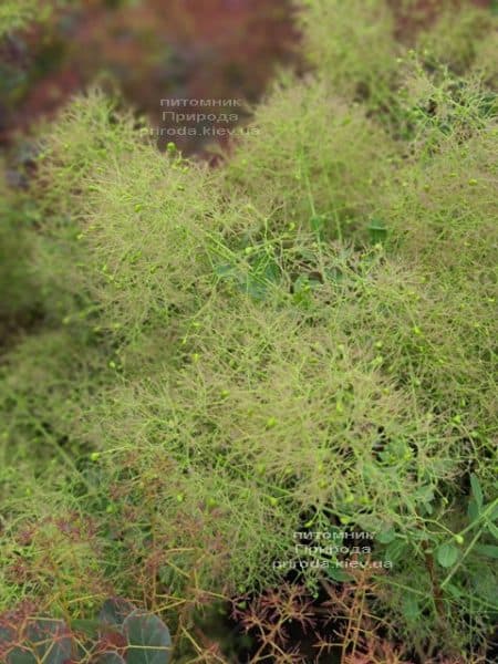 Скумпія шкіряна Голден Спіріт (Cotinus coggygria Golden Spirit) ФОТО Розплідник рослин Природа (3)