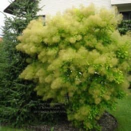 Скумпия кожевенная Голден Спирит (Cotinus coggygria Golden Spirit) ФОТО (4)