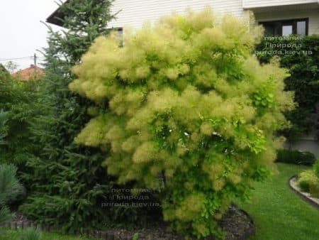 Скумпия кожевенная Голден Спирит (Cotinus coggygria Golden Spirit) ФОТО (4)