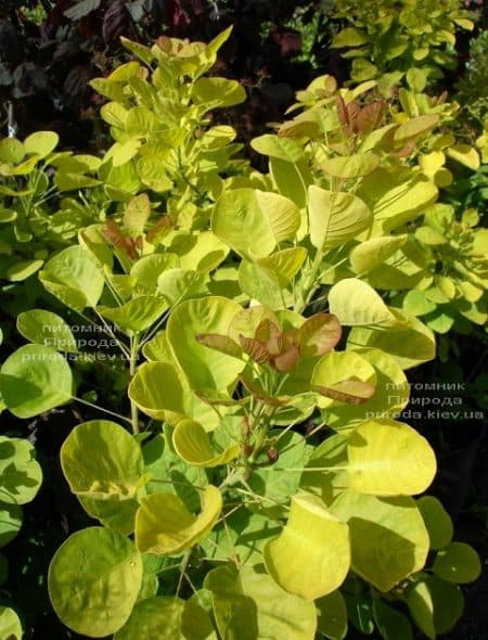 Скумпия кожевенная Голден Спирит (Cotinus coggygria Golden Spirit) ФОТО (5)