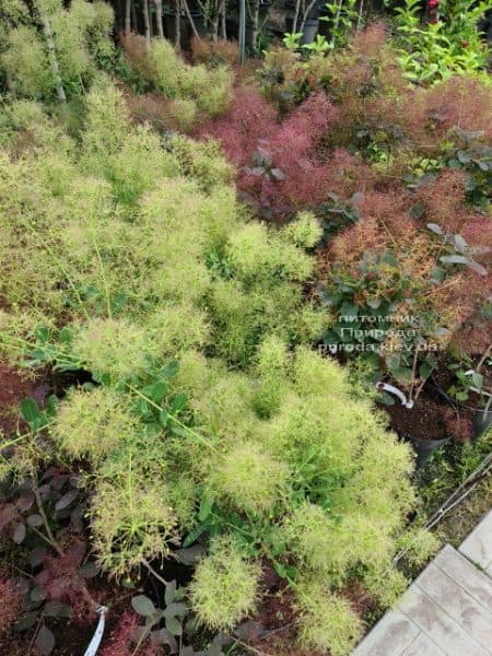 Скумпія шкіряна Голден Спіріт (Cotinus coggygria Golden Spirit) ФОТО Розплідник рослин Природа (6)