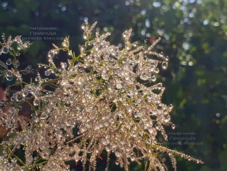 Скумпія шкіряна Голден Спіріт (Cotinus coggygria Golden Spirit) ФОТО Розплідник рослин Природа (7)