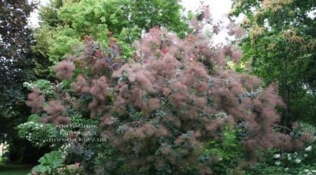 Скумпія шкіряна Грейс (Cotinus coggygria Grace) ФОТО Розплідник рослин Природа (10)