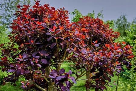 Скумпія шкіряна Грейс (Cotinus coggygria Grace) ФОТО Розплідник рослин Природа (11)