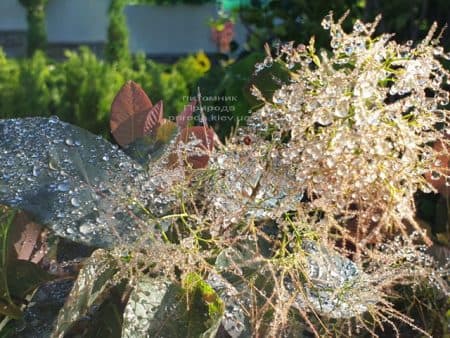 Скумпія шкіряна Грейс (Cotinus coggygria Grace) ФОТО Розплідник рослин Природа (12)