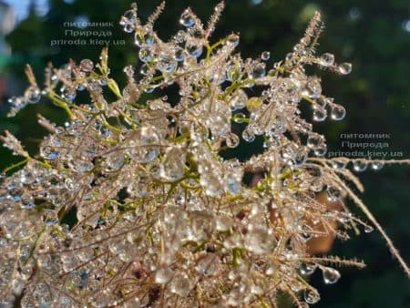 Скумпія шкіряна Грейс (Cotinus coggygria Grace) ФОТО Розплідник рослин Природа (13)