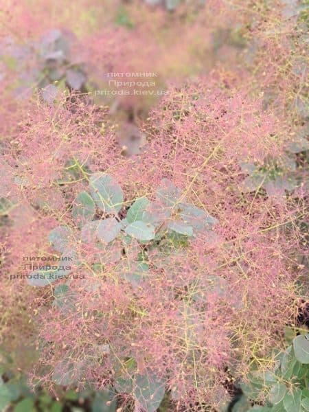 Скумпія шкіряна Роял Пёрпл (Cotinus coggygria Royal Purple) ФОТО Розплідник рослин Природа (1)