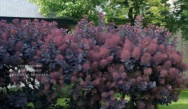 Скумпія шкіряна Роял Перпл (Cotinus coggygria Royal Purple) ФОТО (10)
