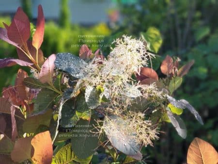 Скумпія шкіряна Роял Перпл (Cotinus coggygria Royal Purple) ФОТО Розплідник рослин Природа (11)