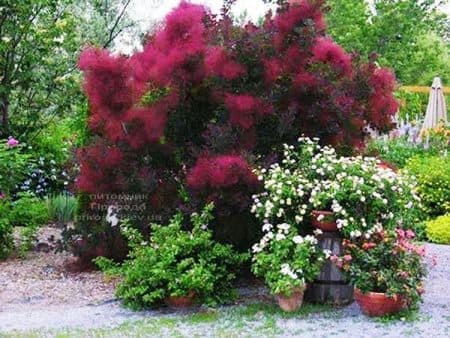 Скумпія шкіряна Роял Перпл (Cotinus coggygria Royal Purple) ФОТО (13)