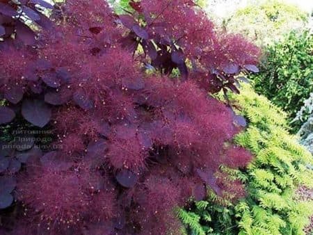 Скумпія шкіряна Роял Перпл (Cotinus coggygria Royal Purple) ФОТО (14)