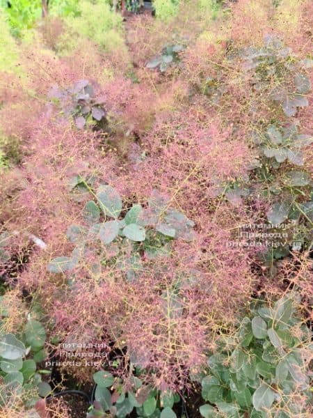 Скумпия кожевенная Роял Пёрпл (Cotinus coggygria Royal Purple) ФОТО Питомник растений Природа (2)