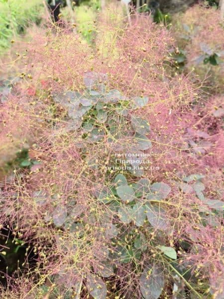 Скумпия кожевенная Роял Пёрпл (Cotinus coggygria Royal Purple) ФОТО Питомник растений Природа (3)