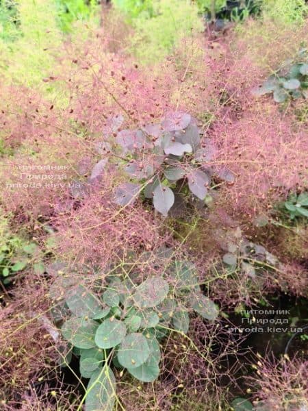 Скумпія шкіряна Роял Пёрпл (Cotinus coggygria Royal Purple) ФОТО Розплідник рослин Природа (4)