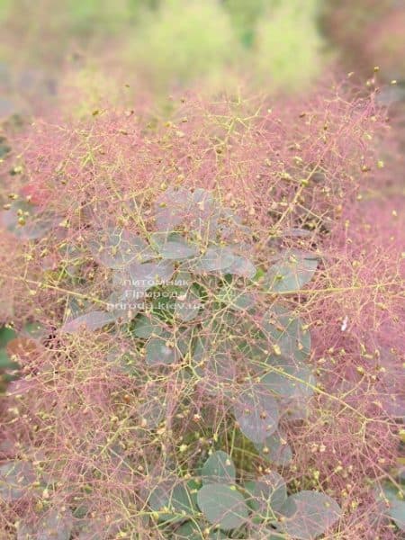 Скумпия кожевенная Роял Пёрпл (Cotinus coggygria Royal Purple) ФОТО Питомник растений Природа (5)