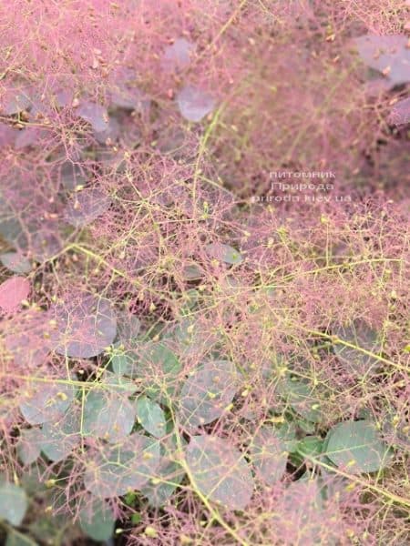 Скумпия кожевенная Роял Пёрпл (Cotinus coggygria Royal Purple) ФОТО Питомник растений Природа (6)