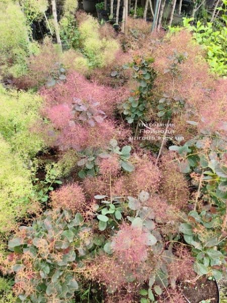 Скумпія шкіряна Роял Пёрпл (Cotinus coggygria Royal Purple) ФОТО Розплідник рослин Природа (7)