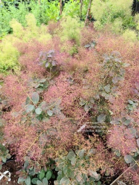 Скумпия кожевенная Роял Пёрпл (Cotinus coggygria Royal Purple) ФОТО Питомник растений Природа (8)