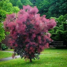 Скумпия кожевенная Роял Пёрпл (Cotinus coggygria Royal Purple) ФОТО (9)