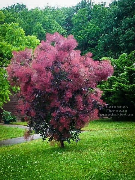 Скумпия кожевенная Роял Пёрпл (Cotinus coggygria Royal Purple) ФОТО (9)