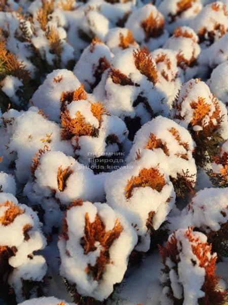 Туя восточная Морган (Thuja orientalis Morgan) ФОТО Питомник растений Природа (3)