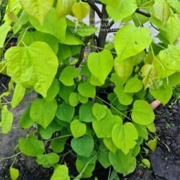 Церцис канадский Голден Фолс (Cercis canadensis Golden Falls) ФОТО Питомник растений Природа (1)