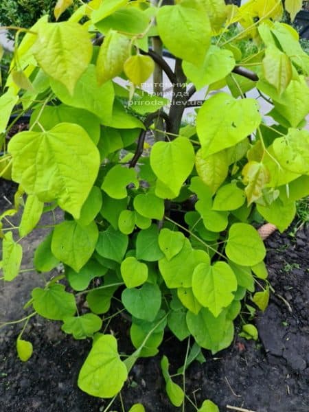 Церцис канадский Голден Фолс (Cercis canadensis Golden Falls) ФОТО Питомник растений Природа (1)