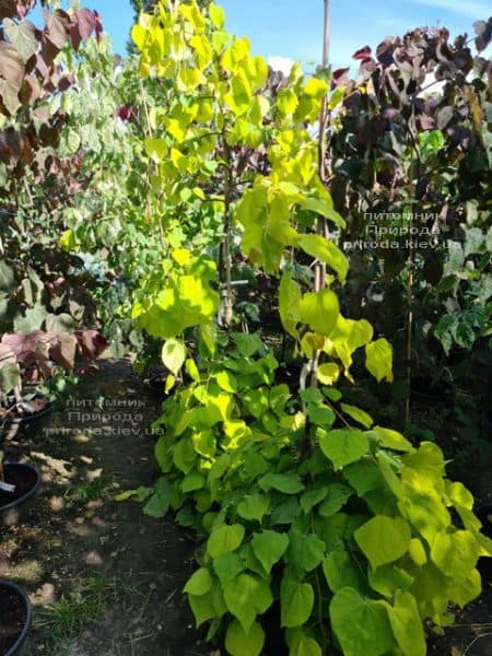 Церцис канадський Голден Фолс (Cercis canadensis Golden Falls) ФОТО Розплідник рослин Природа (3)