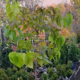 Шелковица широколистная Спирата (Morus latifolia Spirata) ФОТО Питомник растений Природа (1)