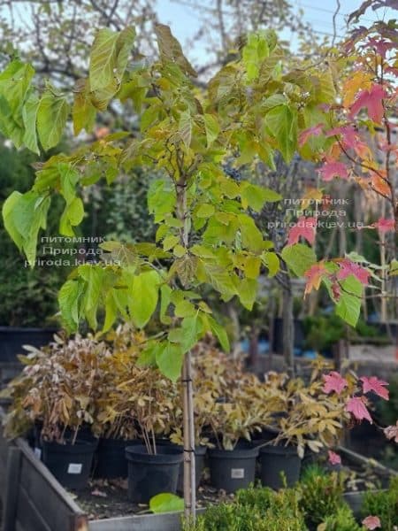 Шелковица широколистная Спирата (Morus latifolia Spirata) ФОТО Питомник растений Природа (2)