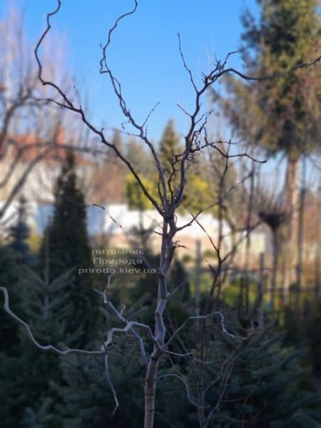Шелковица широколистная Спирата (Morus latifolia Spirata) ФОТО Питомник растений Природа (3)