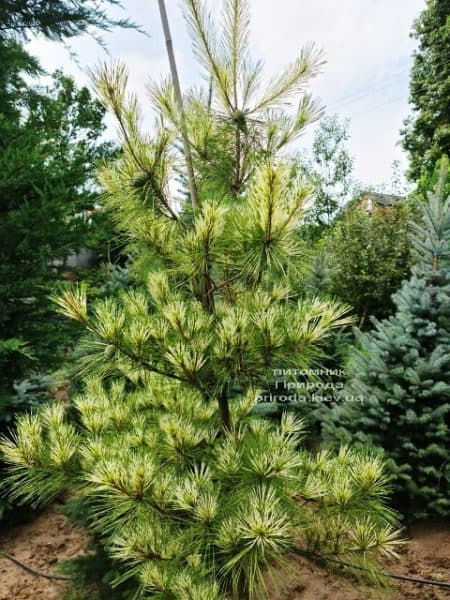 Сосна Окулус Драконис (Pinus densiflora Oculus Draconis) ФОТО Питомник растений Природа (10)