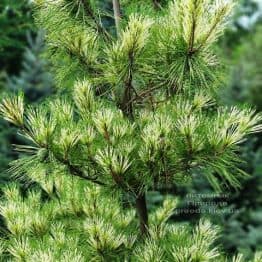 Сосна Окулус Драконис (Pinus densiflora Oculus Draconis) ФОТО Питомник растений Природа (11)