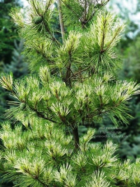 Сосна Окулус Драконис (Pinus densiflora Oculus Draconis) ФОТО Питомник растений Природа (11)