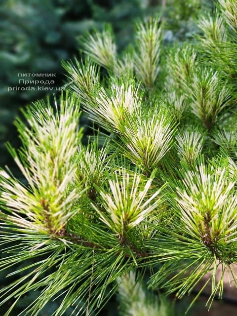 Сосна Окулус Драконис (Pinus densiflora Oculus Draconis) ФОТО Питомник растений Природа (12)