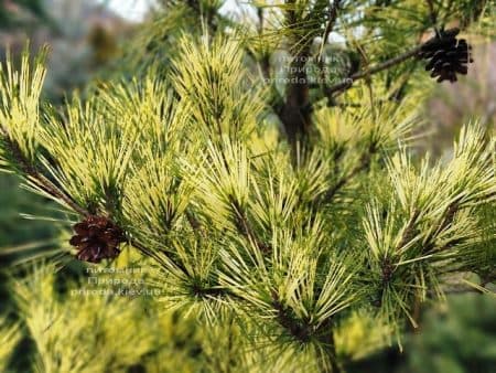 Сосна Окулус Драконис (Pinus densiflora Oculus Draconis) ФОТО Питомник растений Природа (13)