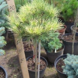 Сосна Окулус Драконіс (Pinus densiflora Oculus Draconis) на штамбі ФОТО Розплідник рослин Природа (1)