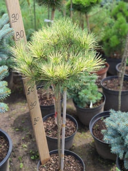 Сосна Окулус Драконіс (Pinus densiflora Oculus Draconis) на штамбі ФОТО Розплідник рослин Природа (1)