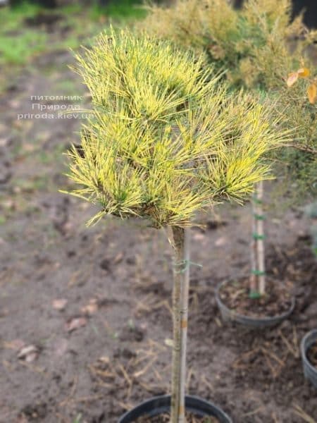 Сосна Окулус Драконис (Pinus densiflora Oculus Draconis) на штамбе ФОТО Питомник растений Природа (3)