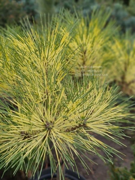 Сосна Окулус Драконис (Pinus densiflora Oculus Draconis) на штамбе ФОТО Питомник растений Природа (4)