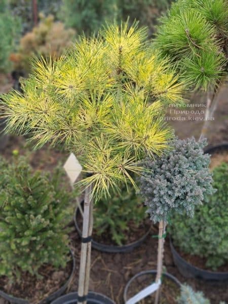 Сосна Окулус Драконис (Pinus densiflora Oculus Draconis) на штамбе ФОТО Питомник растений Природа (5)
