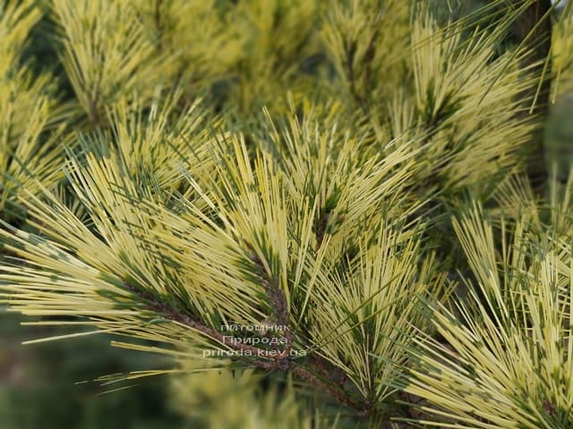 Сосна Окулус Драконис (Pinus densiflora Oculus Draconis) на штамбе ФОТО Питомник растений Природа (6)