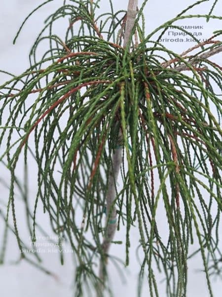 Туя складчатая Випкорд на штамбе (Thuja plicata Wipcord) ФОТО Питомник растений Природа (1)