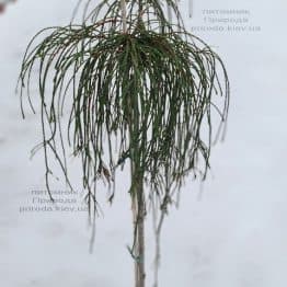 Туя складчатая Випкорд на штамбе (Thuja plicata Wipcord) ФОТО Питомник растений Природа (2)